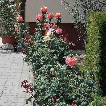 Judit Vendeghaz Konukevi *